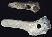 Prehistoric antler digging tools