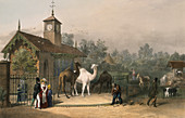 Zoological Gardens, Regent's Park, Marylebone, London, 1835