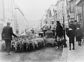 A car surrounded by sheep, Lewes High Street, East Sussex