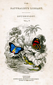 Butterflies, 19th century