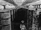 Fermenting cellar in an American brewery, 1885