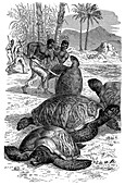 Green Turtle being caught by hunters, 1884