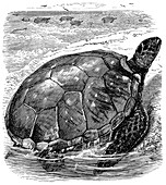 Green Turtle, c1890
