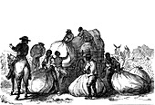 Negro labour loading sacks of cotton on cart, Southern USA