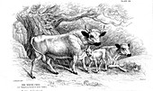 British wild or park cattle