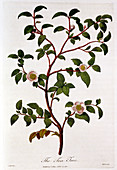 Tea: branch of Camellia sinensis, 1798