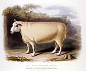 New Leicester (Dishley) ram, 1842