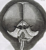 Grey drone-fly, observation XXXIX from Hooke's Micrographia