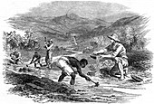 Panning for gold during the Californian Gold Rush of 1849