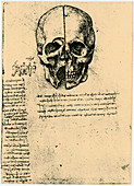Anatomical sketch of a human skull, c1472-1519