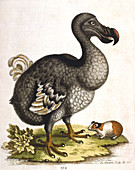 Dodo and guinea pig, 1750