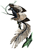 Archaeopteryx - the first bird, 1886