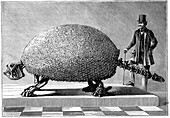 Fossil of a giant armadillo from South America, c1890