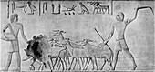 Sheep treading in seed, Ancient Egyptian tomb relief carving