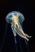 Mauve stinger jellyfish tangled with plastic waste