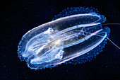 Leucothea comb jelly