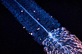 Red-spotted siphonophore colony