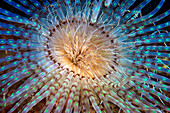 Ceriantharia tube-dwelling anemone
