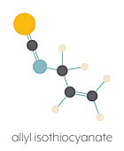 Allyl isothiocyanate mustard pungency molecule