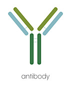 IgG antibody