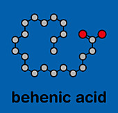 Behenic acid saturated fatty acid molecule