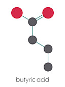 Butyric acid short-chain fatty acid molecule