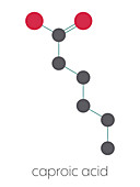 Caproic acid fatty acid molecule