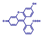 Fluorescein fluorescent molecule