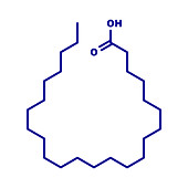 Lignoceric acid molecule