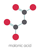 Malonic acid organic dicarboxylic acid molecule