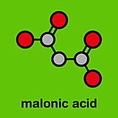Malonic acid organic dicarboxylic acid molecule