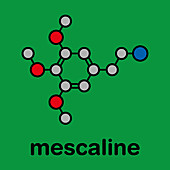 Mescaline peyote cactus psychedelic molecule