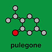 Pulegone molecule