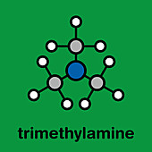 Trimethylamine volatile tertiary amine molecule