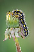 Scarlet Tiger moth caterpillar