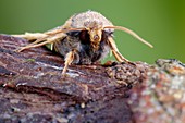 Lunar Underwing