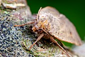 Lesser Yellow Underwing