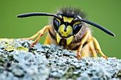 German Wasp