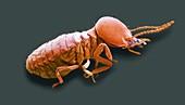 Magnetic termite soldier, SEM