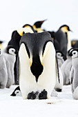 Emperor penguin grooming itself