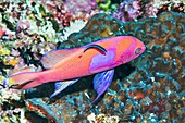 Squarespot anthias