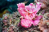 Leaf scorpionfish