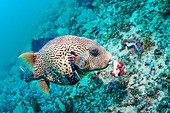 Map pufferfish eating soft coral