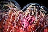 Lion's mane jellyfish tentacles
