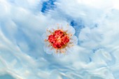 Lion's mane jellyfish against the sky