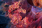 Lion's mane jellyfish dome underside, close-up
