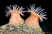 Stomphia sea anemones