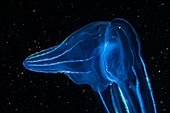 Beroe comb jelly feeding