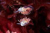 Flabellina nudibranchs