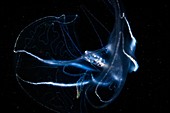 Bolinopsis comb jelly